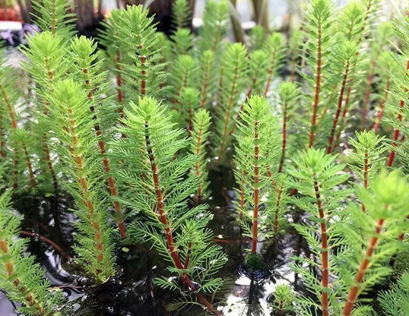 Dwarf Red Stem Parrot's Feather